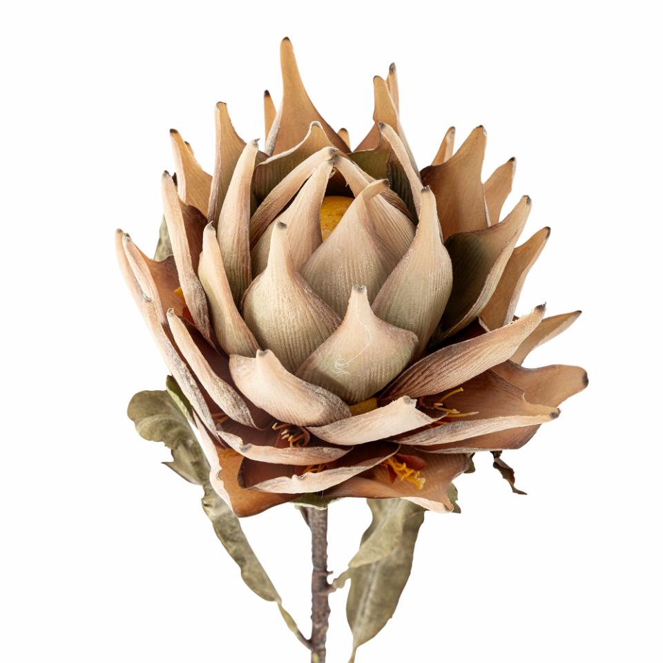 Protea Stilk, Natur, Kunstige Blomster