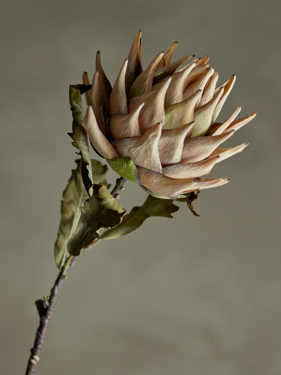 Protea Stilk, Natur, Kunstige Blomster